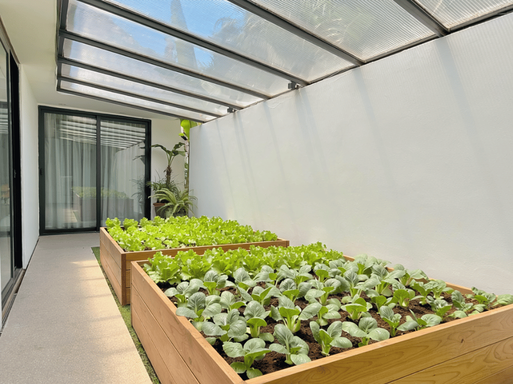 kebun dan kandang belakang rumah